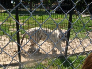 Wild Animal Safari, Strafford Missouri, Branson Missouri, zoo