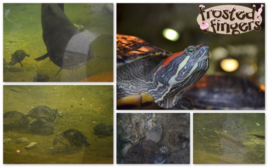 Turtles and Fish City Museum