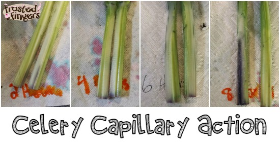 Celery Capillary Action #homeschool #science