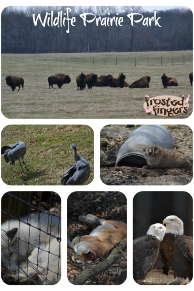 Wildlife Prairie Park Animals #Travel #Peoria