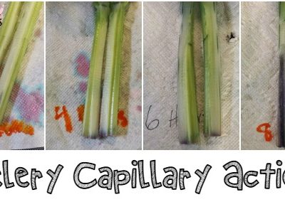 Kids in the Kitchen: Celery by Midnight