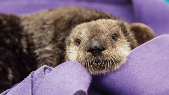 sea otter at Shedd Aquarium in Chicago