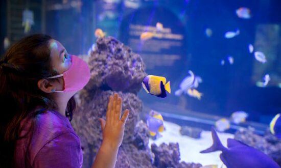 Illinois resident free days at Shedd Aquarium