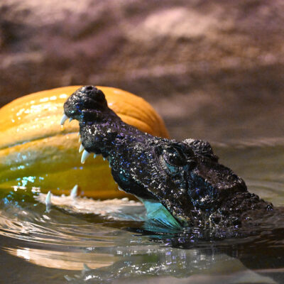 Meet Krackle and Celebrate Croc-tober at Brookfield Zoo Chicago