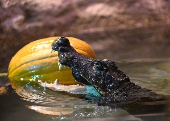 African dwarf crocodile rising from the water beside a pumpkin.